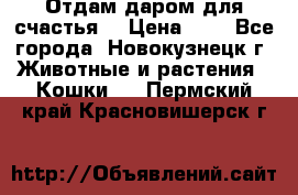 Отдам даром для счастья. › Цена ­ 1 - Все города, Новокузнецк г. Животные и растения » Кошки   . Пермский край,Красновишерск г.